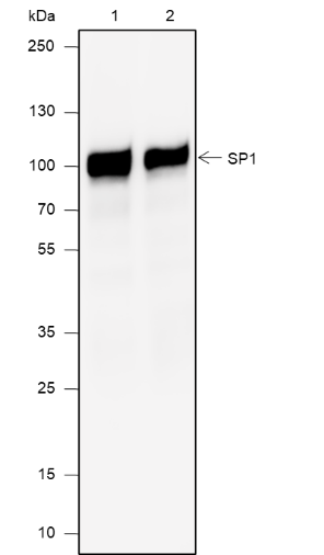 Anti-SP1 Rabbit mAb
