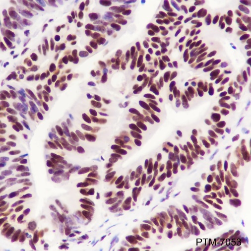 Anti-SP1 Rabbit mAb