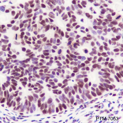 Anti-SP1 Rabbit mAb
