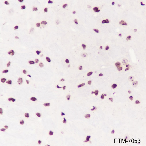 Anti-SP1 Rabbit mAb