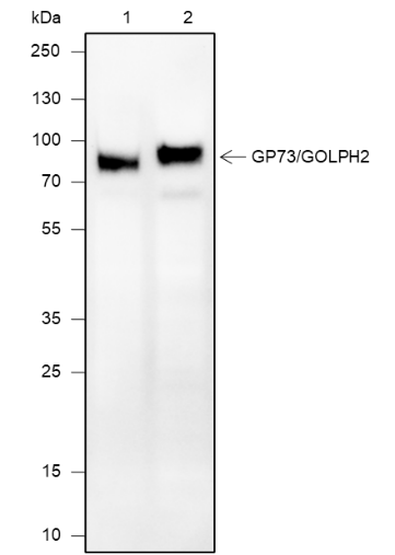 Anti-GOLPH2 Mouse mAb