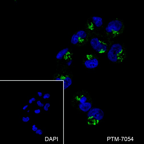 Anti-GOLPH2 Mouse mAb