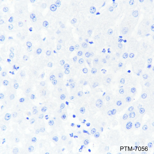 Anti-ACTH Rabbit mAb