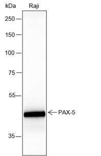 Anti-PAX5 Rabbit mAb