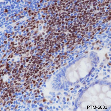 Anti-PAX5 Rabbit mAb
