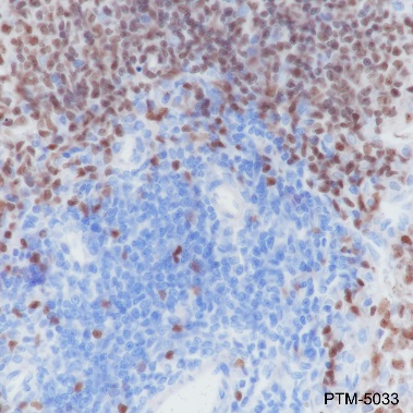 Anti-PAX5 Rabbit mAb