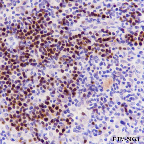 Anti-PAX5 Rabbit mAb