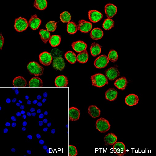 Anti-PAX5 Rabbit mAb