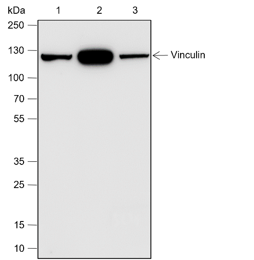 Anti-Vinculin Rabbit mAb