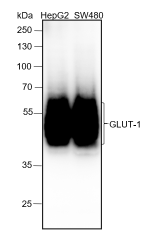 Anti-GLUT1 Rabbit mAb