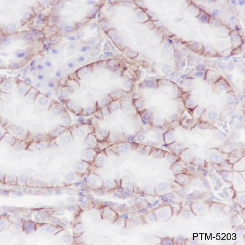 Anti-GLUT1 Rabbit mAb