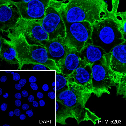 Anti-GLUT1 Rabbit mAb