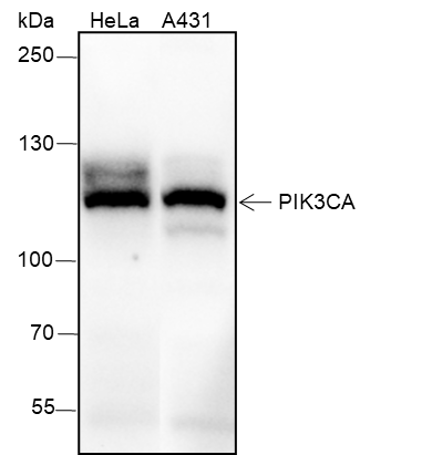 Anti-PI3 Kinase p110 alpha Rabbit mAb
