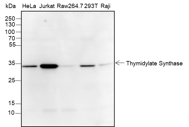 Anti-Thymidylate Synthase Rabbit mAb