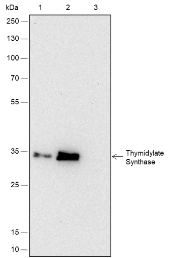 Anti-Thymidylate Synthase Rabbit mAb