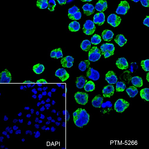 Anti-VPAC1 Rabbit mAb