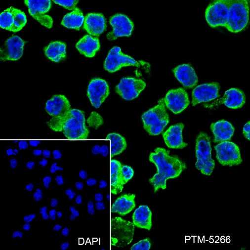 Anti-VPAC1 Rabbit mAb