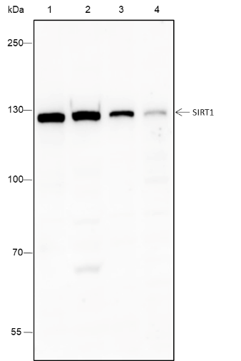 Anti-SIRT1 Rabbit mAb
