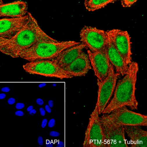Anti-SIRT1 Rabbit mAb