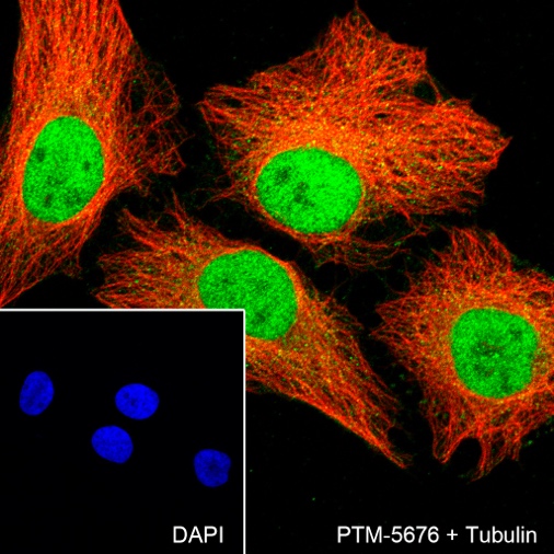 Anti-SIRT1 Rabbit mAb
