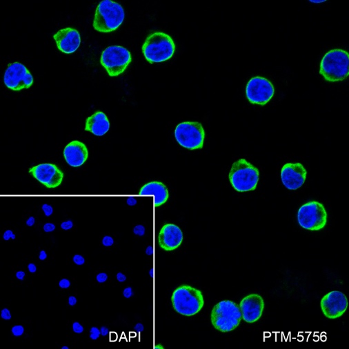 Anti-CD25 Rabbit mAb