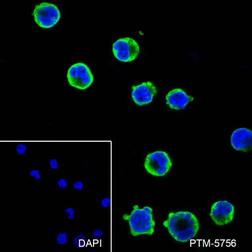 Anti-CD25 Rabbit mAb