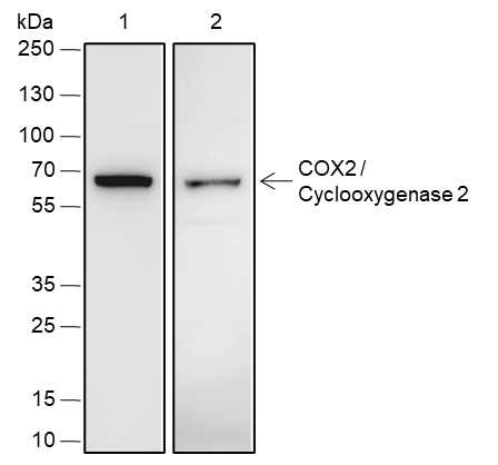 Anti-COX2 / Cyclooxygenase 2 Rabbit mAb
