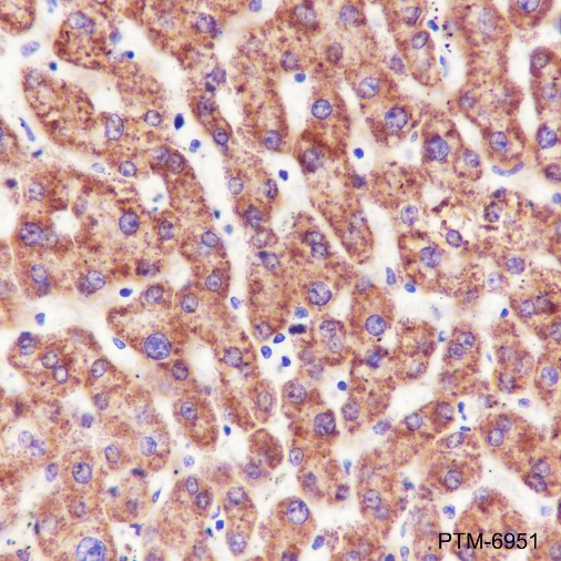 Anti-COX2 / Cyclooxygenase 2 Rabbit mAb