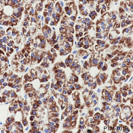 Anti-TOMM22/TOM22 Rabbit mAb