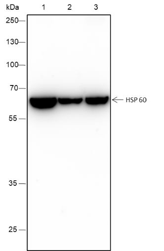 Anti-HSP60 Rabbit mAb