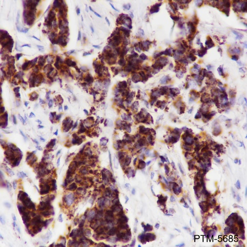 Anti-HSP60 Rabbit mAb