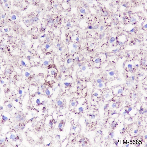 Anti-HSP60 Rabbit mAb