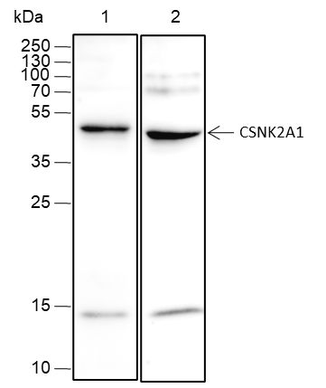 Anti-CSNK2A1 Rabbit mAb