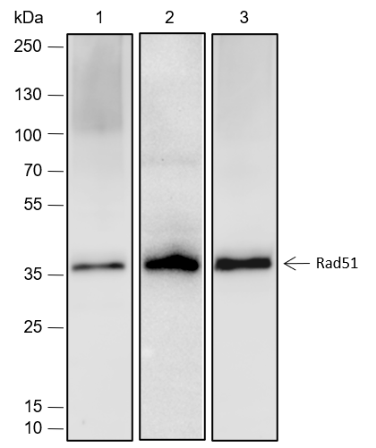 Anti-Rad51 Rabbit mAb