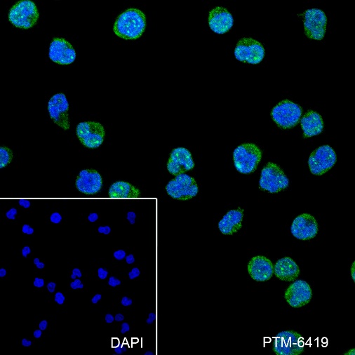 Anti-Rad51 Rabbit mAb