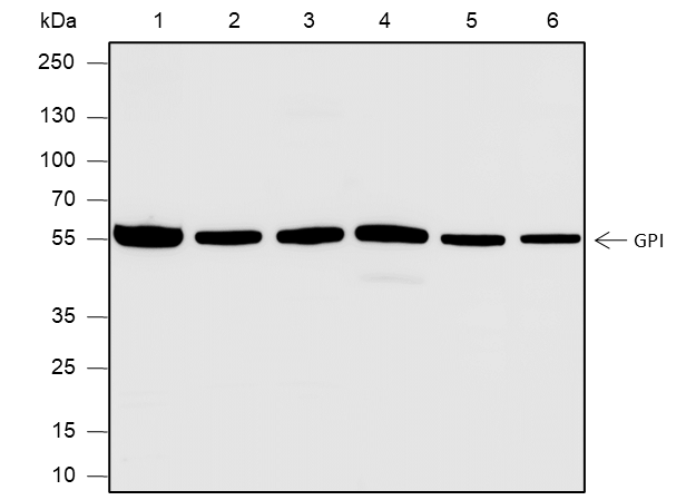 Anti-GPI Rabbit pAb