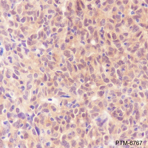 Anti-GPI Rabbit pAb