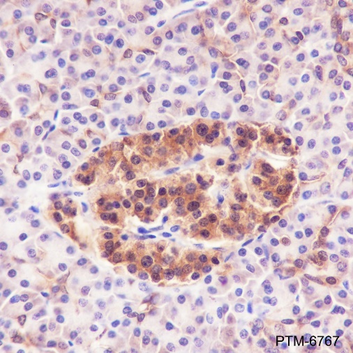 Anti-GPI Rabbit pAb