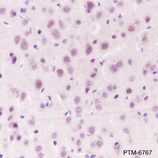 Anti-GPI Rabbit pAb