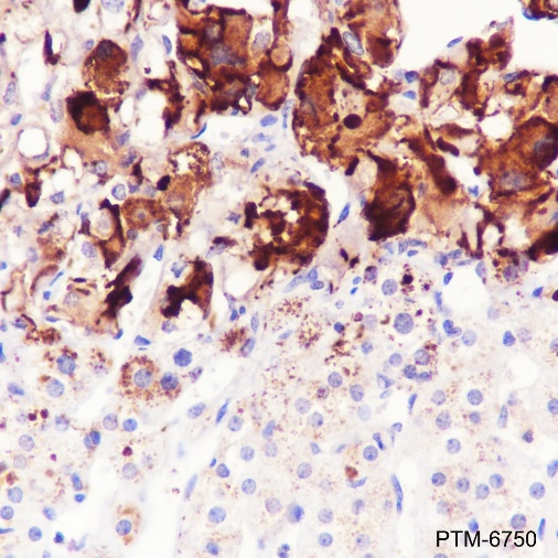 Anti-Neuropeptide Y Rabbit pAb