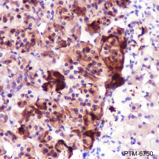 Anti-Neuropeptide Y Rabbit pAb