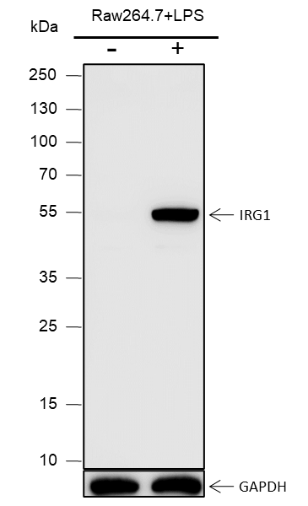 Anti-IRG1 Rabbit pAb