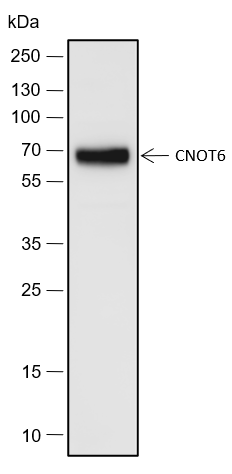 Anti-CNOT6 Rabbit pAb