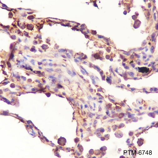 Anti-CNOT6 Rabbit pAb