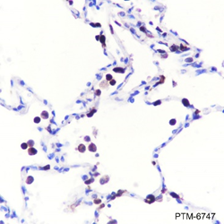 Anti-CD163L1 Rabbit pAb