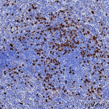Anti-CD163L1 Rabbit pAb