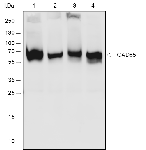 Anti-GAD65 Rabbit pAb