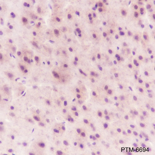 Anti-GAD65 Rabbit pAb