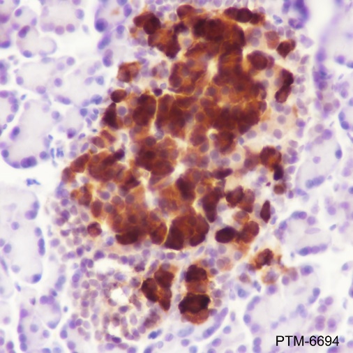Anti-GAD65 Rabbit pAb