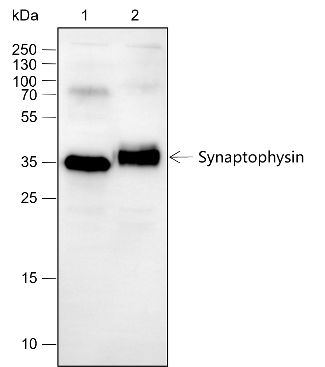 Anti-Synaptophysin Rabbit pAb